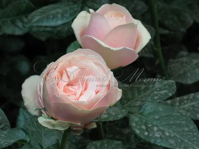 Фото розы афродита с потрясающими деталями