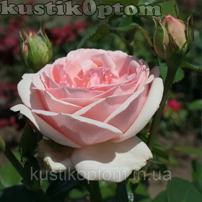 Интересное изображение розы афродита для вдохновения