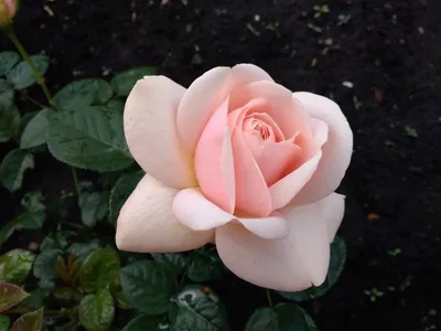 Уникальная фотография розы афродита в формате jpg