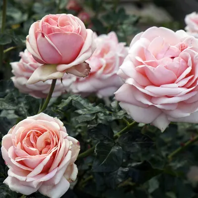 Фотография розы афродита с четкостью и яркостью