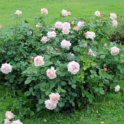 Изысканное изображение розы афродита в формате webp