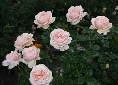 Удивительная картина розы афродита в формате png