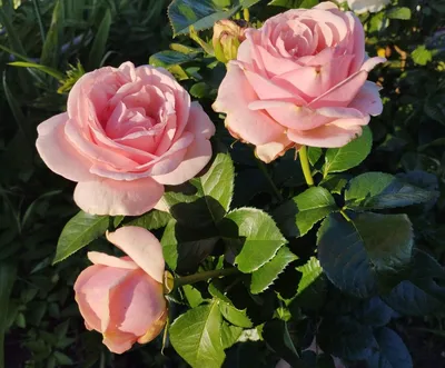Великолепное изображение розы афродита в формате webp