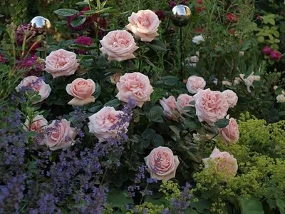 Красивая картинка розы афродита для ваших идей