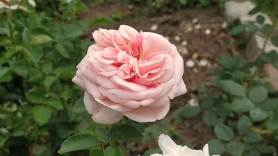 Изумительное изображение розы афродита для коллекционеров