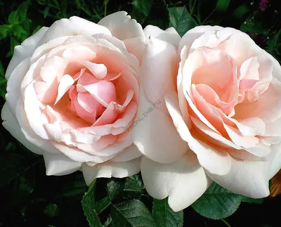 Фотография розы афродита, идеальная для фона