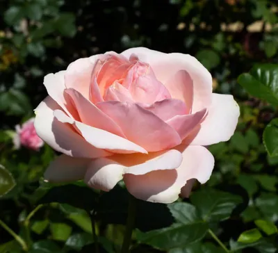 Впечатляющая картина розы афродита в формате png