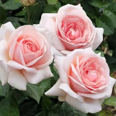 Великолепная фотография розы афродита для скачивания