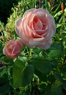 Интересное изображение розы афродита в формате webp
