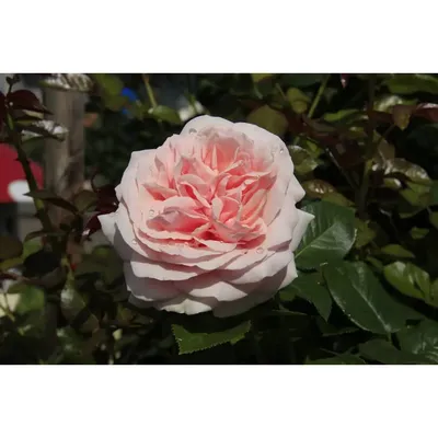 Прекрасная фотография розы афродита для оформления