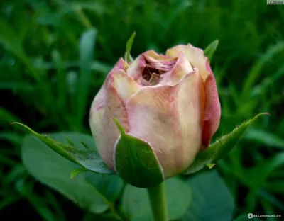Фотография розы афродита, полная магии и красоты