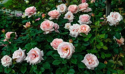 Прекрасное изображение розы афродита для вдохновения