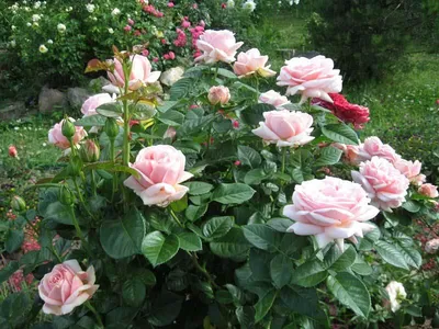 Фото розы афродита в высоком разрешении