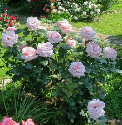 Изумительное изображение розы афродита для вашей коллекции