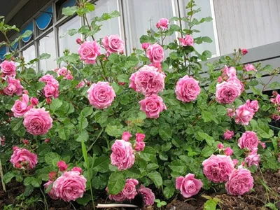 Бесплатная загрузка фото розы Агнес Шиллингер в формате jpg