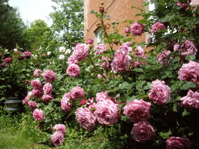 Получите стильное изображение розы Агнес Шиллингер в png формате