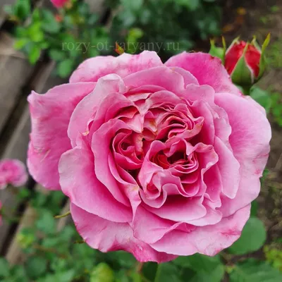 Изображение розы Агнес Шиллингер: добавьте красоты в свою галерею