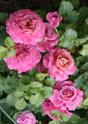 Получите великолепную фотографию розы Агнес Шиллингер для своего проекта