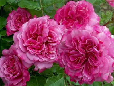 Бесплатное изображение розы Агнес Шиллингер в формате png