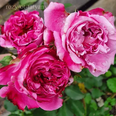 Загрузите фото розы Агнес Шиллингер в высоком разрешении