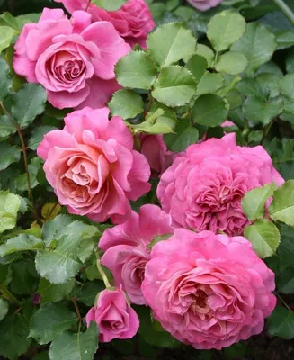Фото розы Агнес Шиллингер для скачивания в webp формате