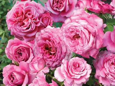 Фотка розы Агнес Шиллингер: воплотите нежность и красоту