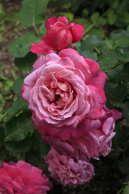 Фотография розы Агнес Шиллингер: выразите свою страсть к цветам