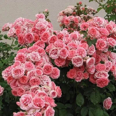 Фото розы Агнес Шиллингер в формате webp: лучшее качество для вас