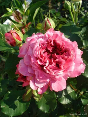 Увидьте великолепие розы Агнес Шиллингер на этой фотографии высокого разрешения