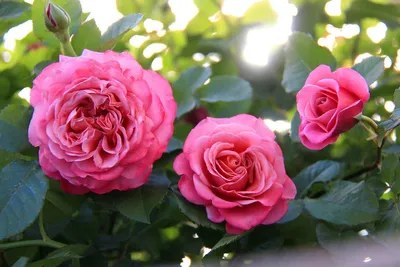 Получите фотографию розы Агнес Шиллингер бесплатно и без ограничений