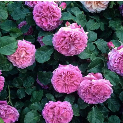 Увидьте красоту розы Агнес Шиллингер на этой фотографии