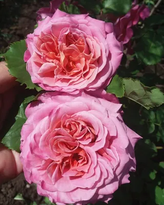 Красивое изображение розы Агнес Шиллингер для вашего каталога цветов