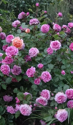 Изображение розы Агнес Шиллингер: красота, захватывающая дух