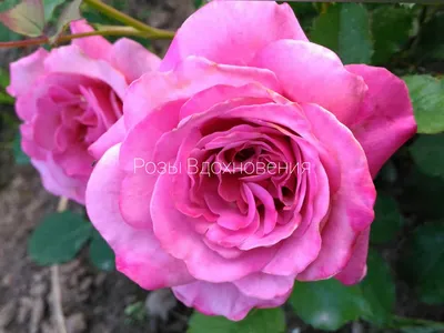 Загрузите бесплатное фото розы Агнес Шиллингер в формате jpg