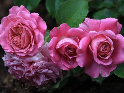 Получите качественное изображение розы Агнес Шиллингер, идеальное для печати