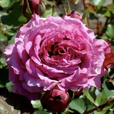 Фотка розы Агнес Шиллингер: увы, но размеры ограничены