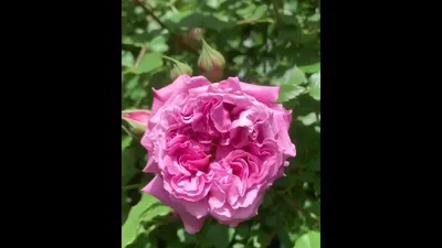Удивительное изображение розы Агнес Шиллингер в формате png