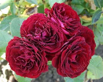 Подарите себе момент красоты с этой картинкой розы Агнес Шиллингер