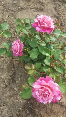 Бесплатное фото розы Агнес Шиллингер для вас: выбирайте и наслаждайтесь.