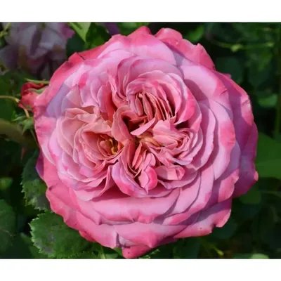 Включите в свою коллекцию розу Агнес Шиллингер с этой фотографией