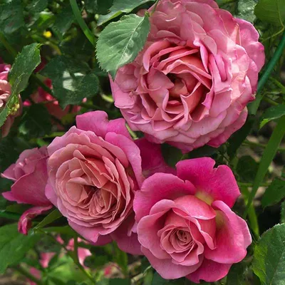 Украсьте свой дом этой красивой картинкой розы Агнес Шиллингер
