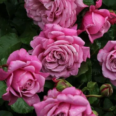 Скачайте прекрасную фотографию розы Агнес Шиллингер в формате jpg