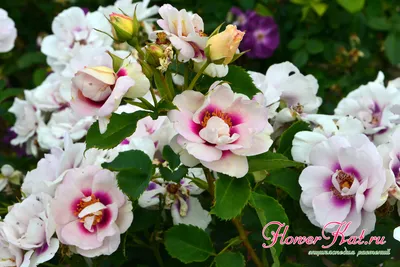 Изысканная роза айс фо ю: качественное изображение в формате png