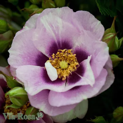 Удивительная роза айс фо ю: великолепное изображение в формате webp