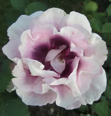 Прекрасное изображение розы айс фо ю: уникальное изображение в формате webp