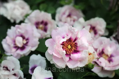 Ароматная роза айс фо ю: превосходное изображение в формате webp