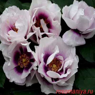 Привлекательная роза айс фо ю: великолепное изображение в формате webp