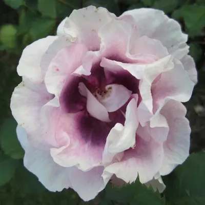 Фото розы айс фо ю в идеальном качестве: потрясающее изображение в формате webp