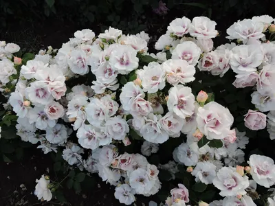 Прекрасная роза айс фо ю: элегантная картинка в формате png