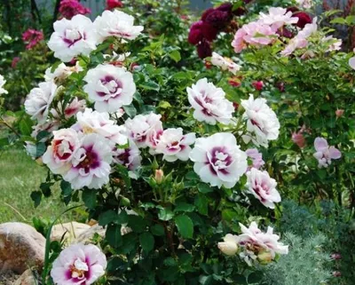 Ароматная роза айс фо ю: привлекательное изображение в формате png